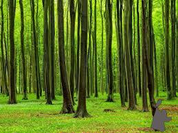 bomen