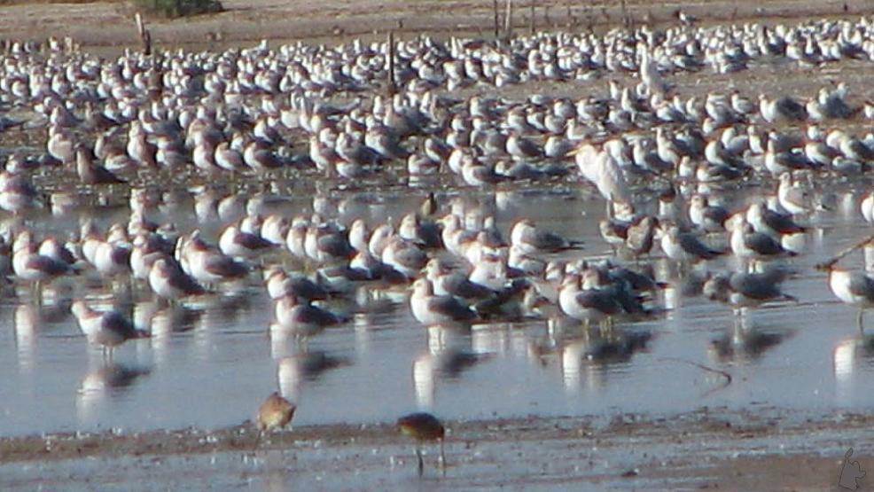 Voer geen meeuwen i.v.m. overlast