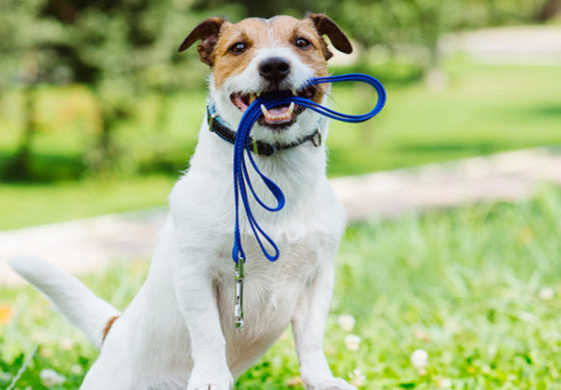 002309_hond_uitlaten