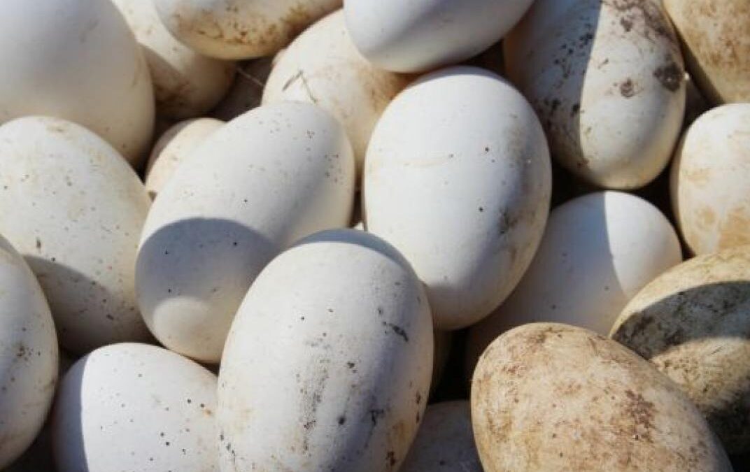 Wij starten half maart met nestbehandeling ganzen