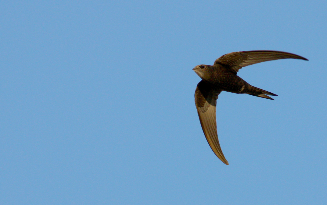 Wij onderzoeken beschermde diersoorten in woonwijken